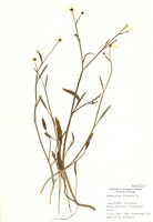 藏品(長葉伏生毛茛)的圖片
